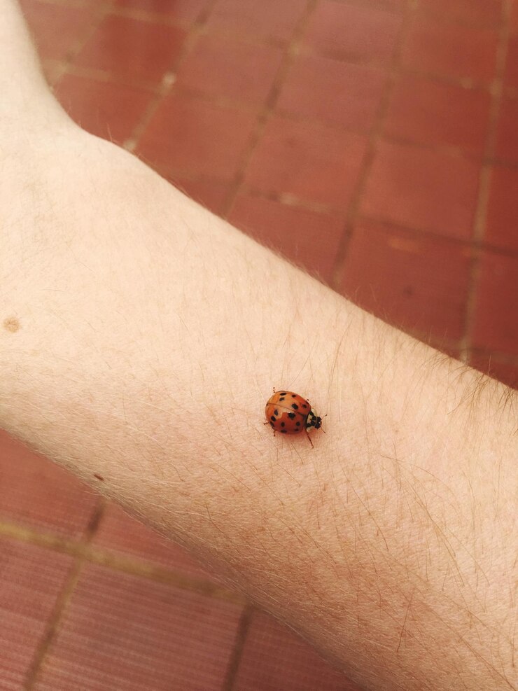 Foto close-up de um inseto na mão