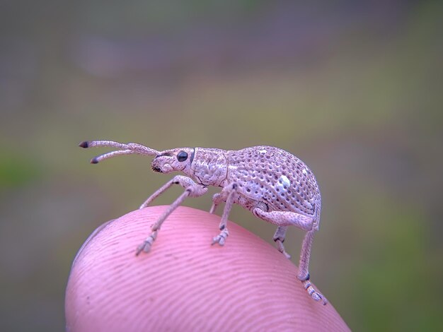 Foto close-up de um inseto na mão