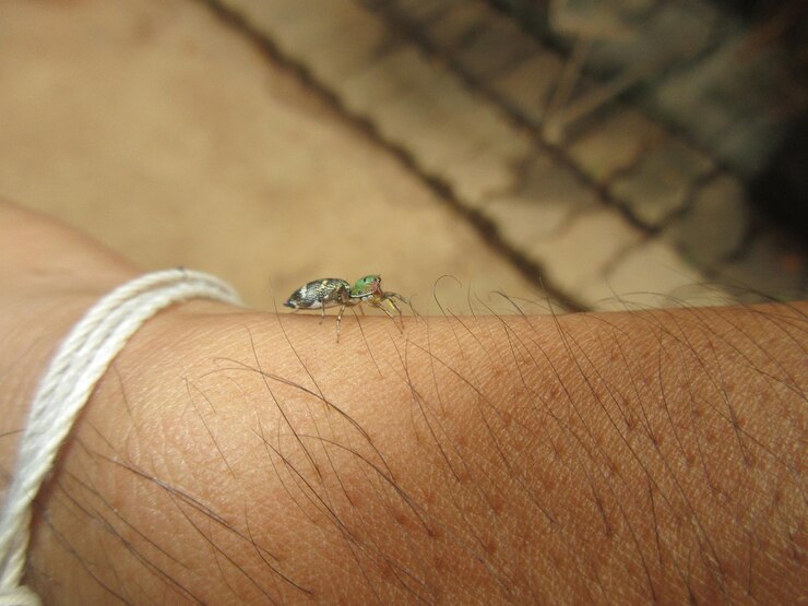Foto close-up de um inseto na mão