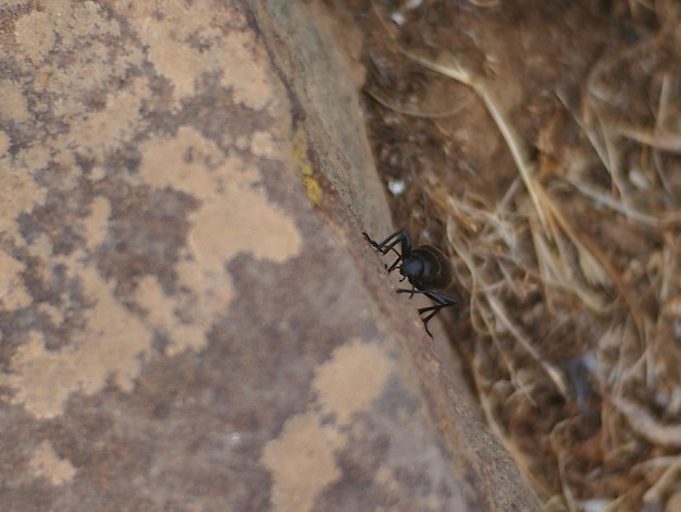 Foto close-up de um inseto na parede