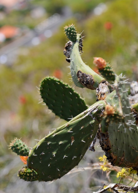 Foto close-up de um inseto na planta