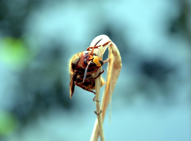 Foto close-up de um inseto na planta