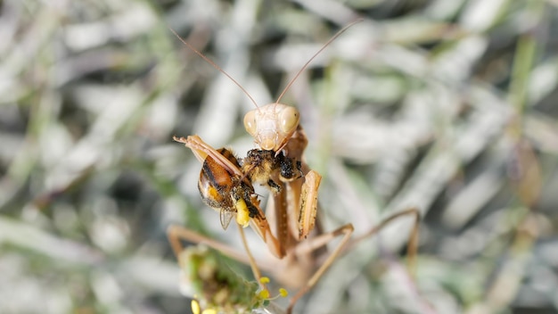 Foto close-up de um inseto na planta