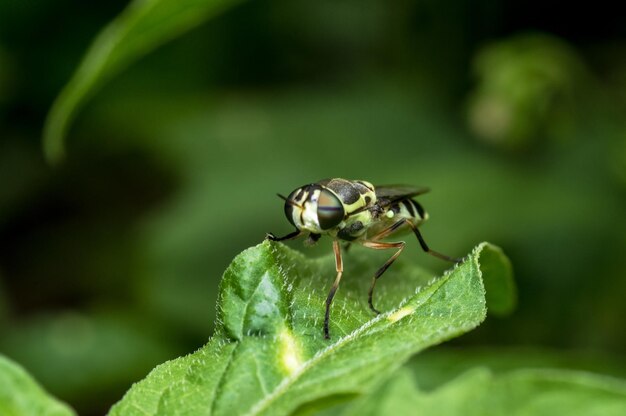 Foto close-up de um inseto na planta