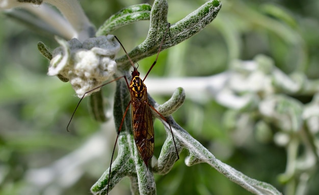 Foto close-up de um inseto na planta