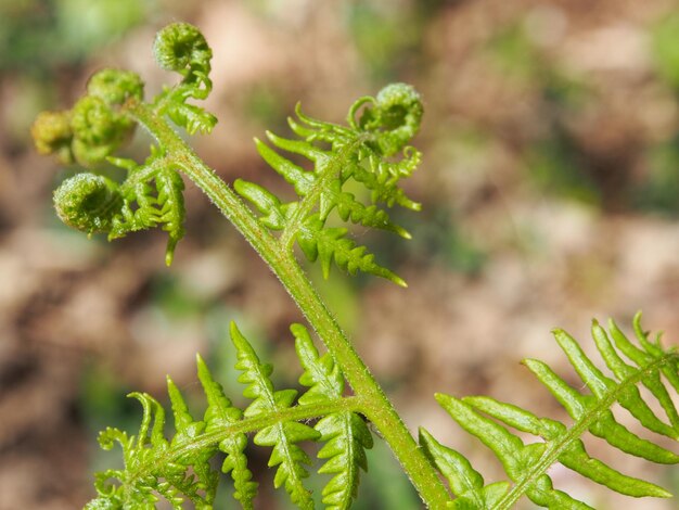 Foto close-up de um inseto na planta