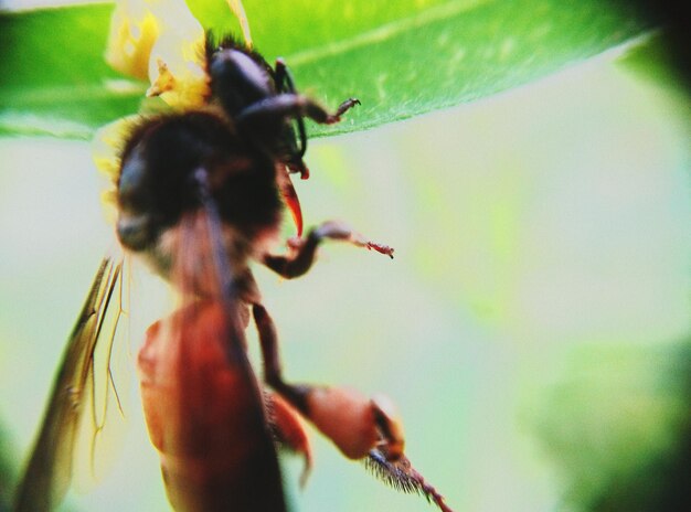 Foto close-up de um inseto na planta