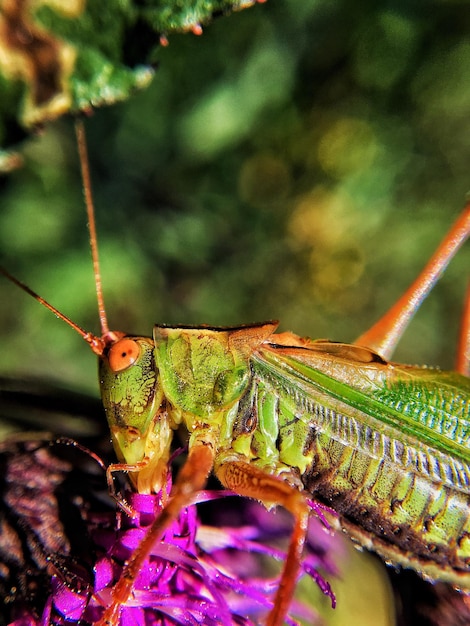 Foto close-up de um inseto na planta