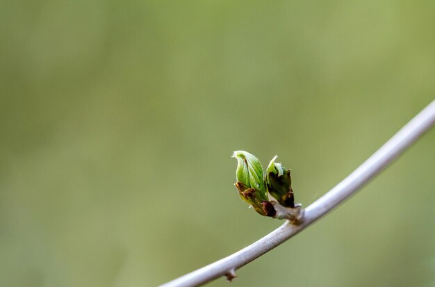 Close-up de um inseto na planta