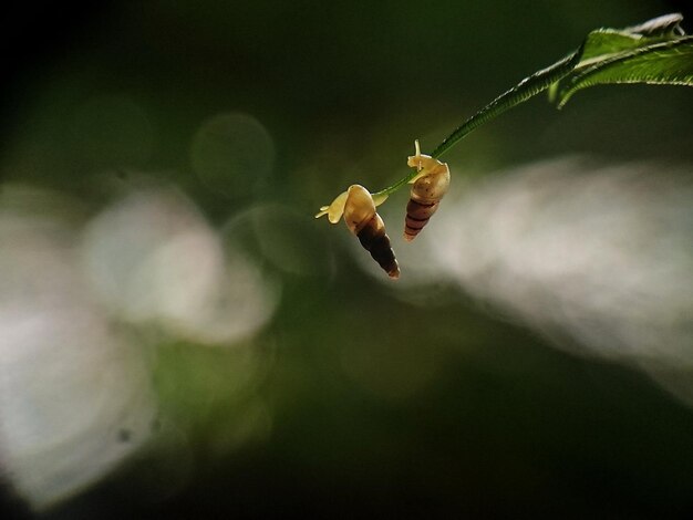 Foto close-up de um inseto na planta