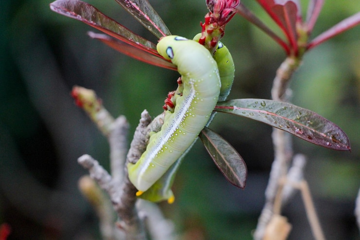 Foto close-up de um inseto na planta