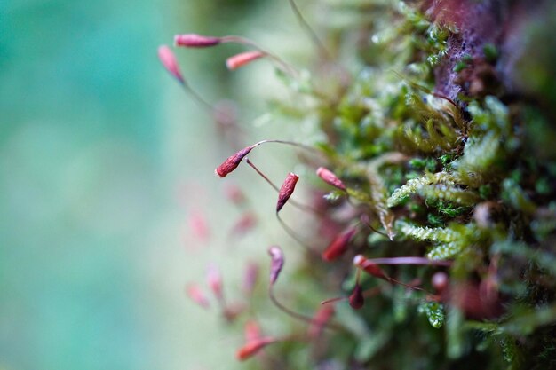 Foto close-up de um inseto na planta