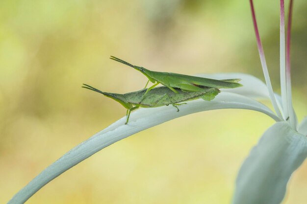 Close-up de um inseto na planta