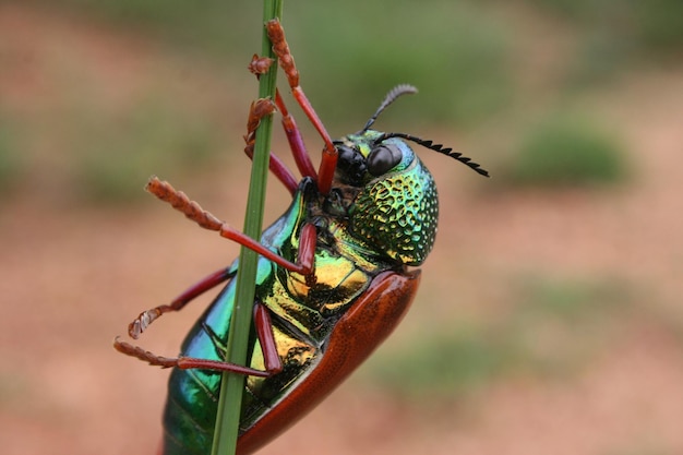 Foto close-up de um inseto na planta