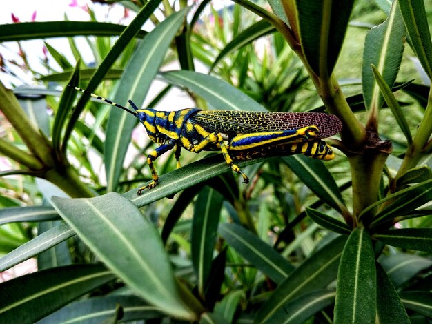 Foto close-up de um inseto na planta