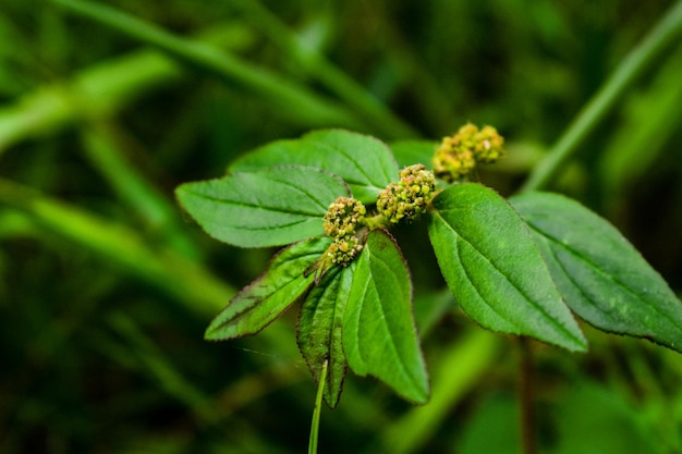 Close-up de um inseto na planta