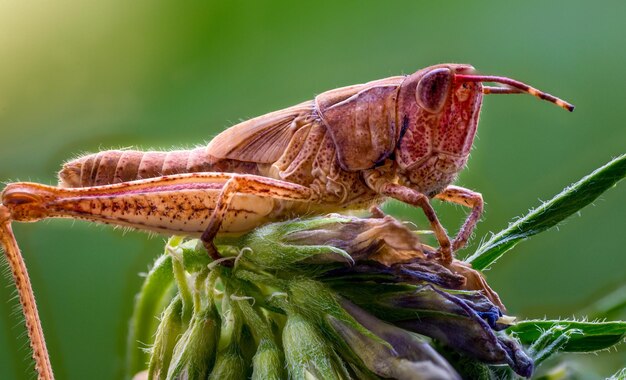 Close-up de um inseto na planta