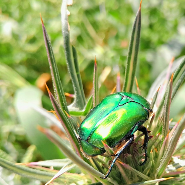 Foto close-up de um inseto na planta