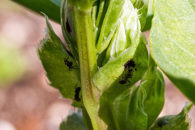 Foto close-up de um inseto na planta