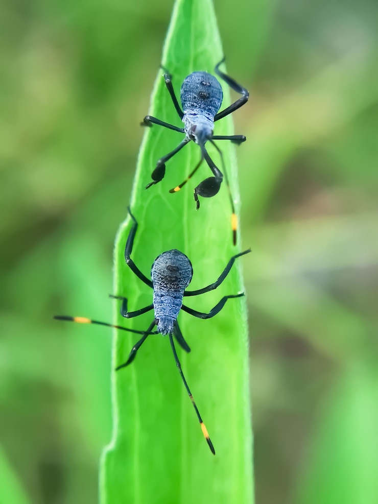 Foto close-up de um inseto na planta