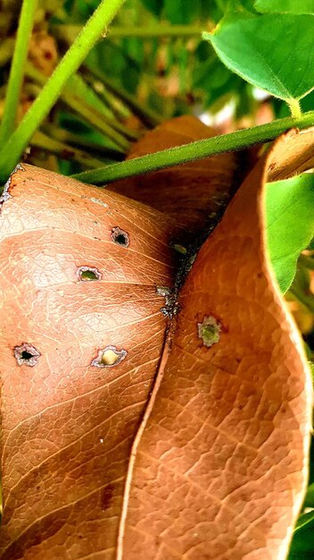 Foto close-up de um inseto na planta