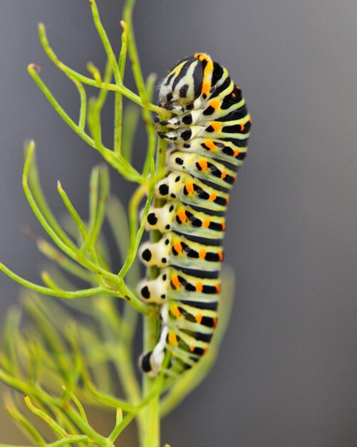 Foto close-up de um inseto na planta