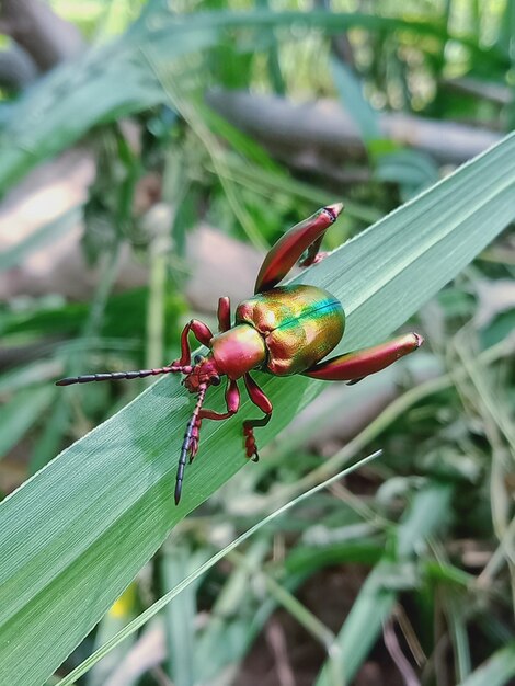 Close-up de um inseto na planta