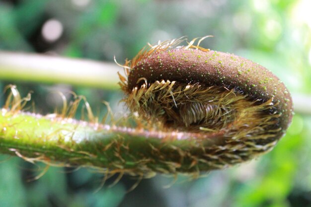 Foto close-up de um inseto na planta