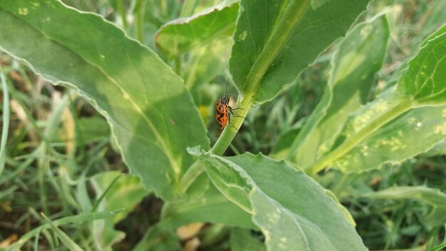 Foto close-up de um inseto na planta