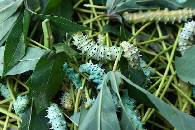 Foto close-up de um inseto na planta