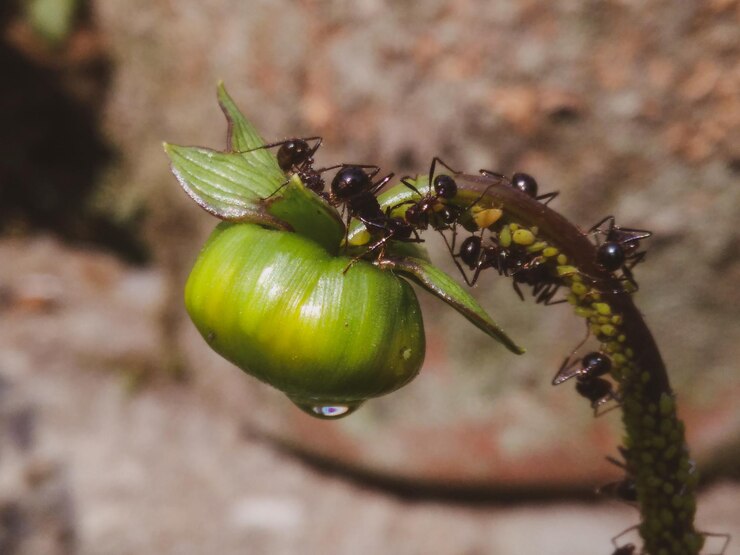 Foto close-up de um inseto na planta