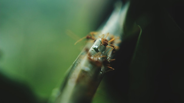 Foto close-up de um inseto na planta