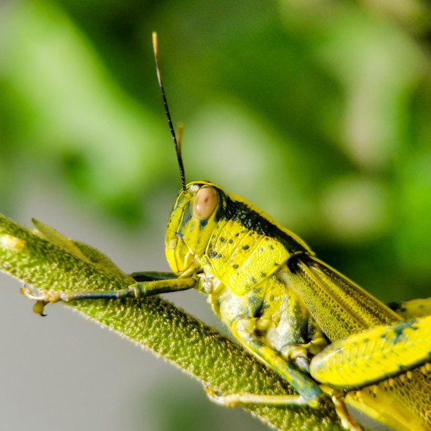 Close-up de um inseto na planta