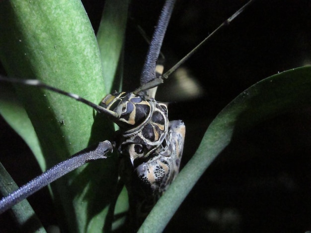 Foto close-up de um inseto na planta