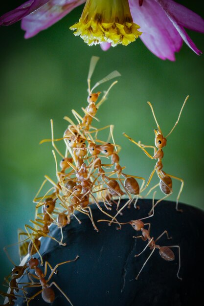 Foto close-up de um inseto na planta