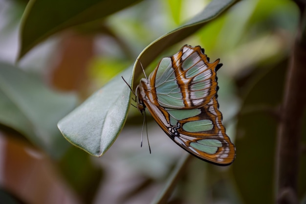 Close-up de um inseto na planta