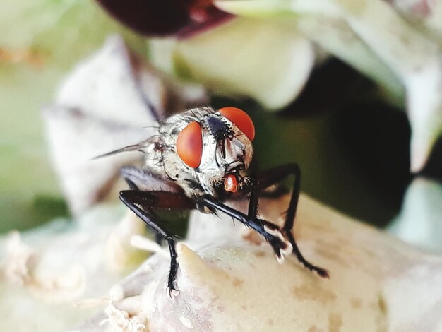 Foto close-up de um inseto na planta