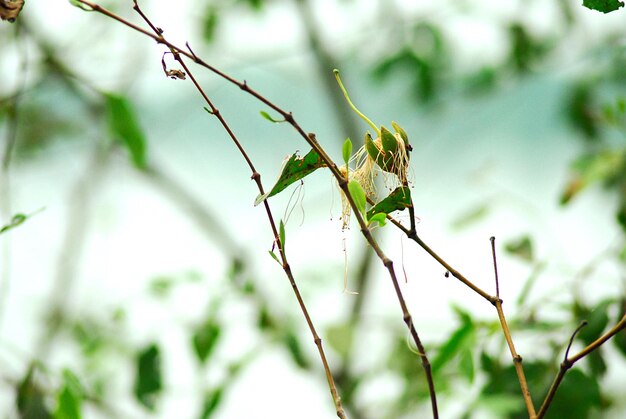 Close-up de um inseto na planta