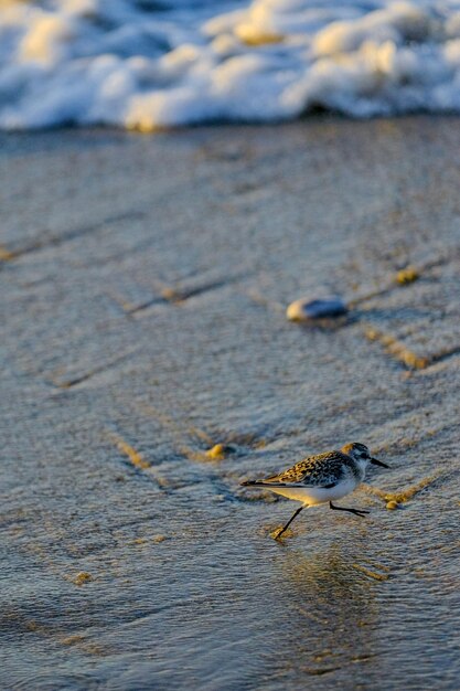 Foto close-up de um inseto na praia