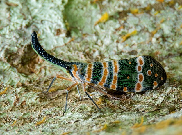 Foto close-up de um inseto no campo