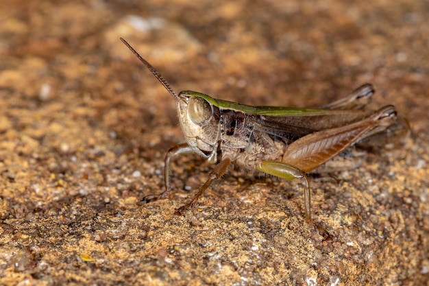 Close-up de um inseto no campo