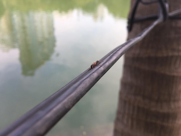 Foto close-up de um inseto no lago