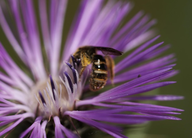 Foto close-up de um inseto polinizando uma flor roxa