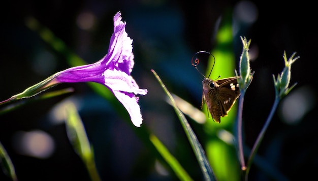 Foto close-up de um inseto polinizando uma flor