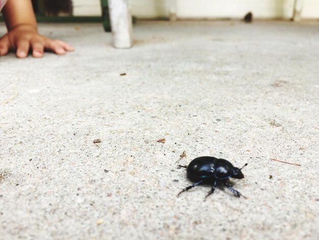 Foto close-up de um inseto preto em terra