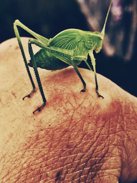 Foto close-up de um inseto verde na mão