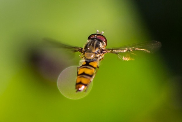 Foto close-up de um inseto voando em uma planta