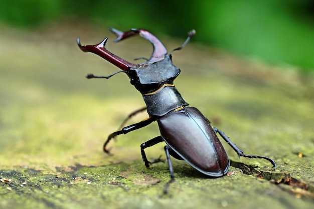 Close-up de um inseto