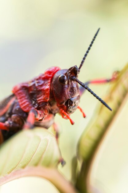 Close-up de um inseto