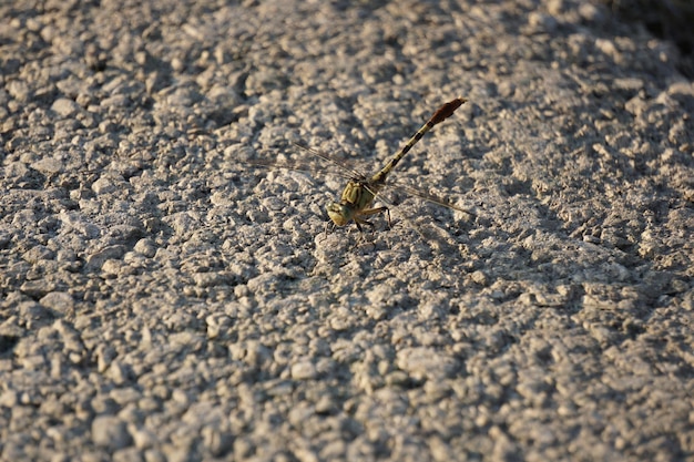 Close-up de um inseto